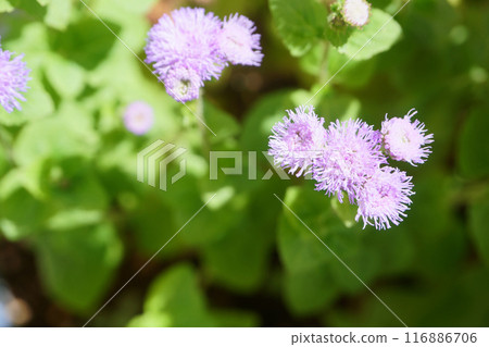 花盆裡的藿香花 116886706