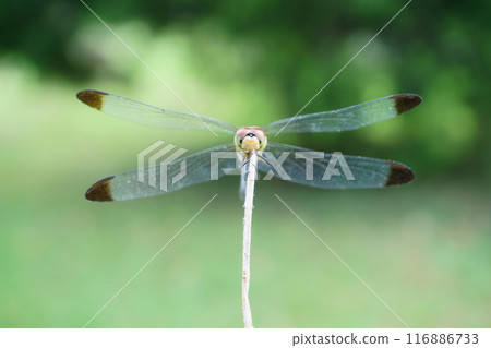 夏天蜻蜓棲息在枯枝上 夏天蜻蜓棲息在枯枝上 116886733