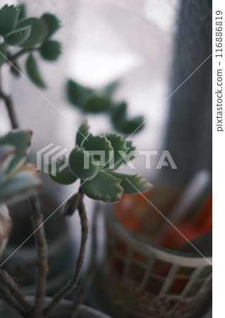 A succulent plant that looks like a bear's paw 116886819