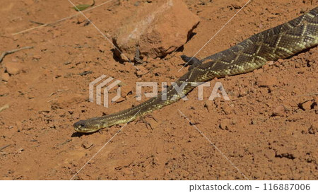 Rattlesnake Moving Across a Reddish Path in the Wild 116887006