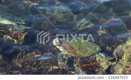 Sea turtle surfacing for air in slow motion underwater 116887015