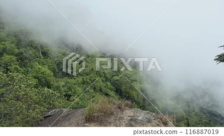 Dense fog ascending a jungle-covered mountain rapidly 116887019