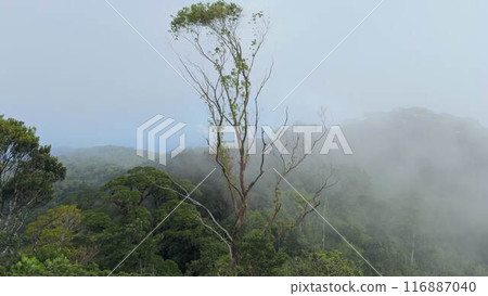 Dense fog rising swiftly over a lush jungle mountain slope 116887040
