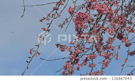 Beautiful pink cherry blossom tree with insects in springtime 116887043