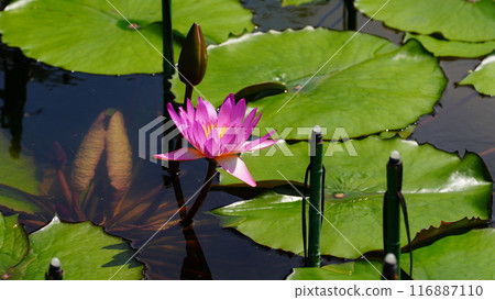 Water lily reflection on water surface 116887110