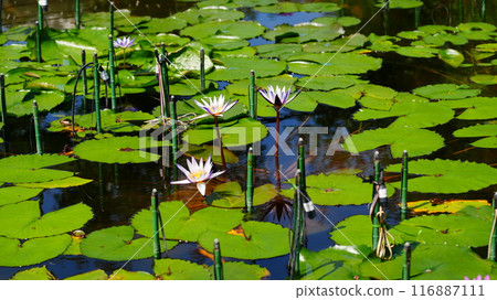 Fairies floating on the water 116887111