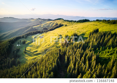 Aerial view of mountain hills covered pine forest. Aerial view of mountain hills covered pine forest. 116887148