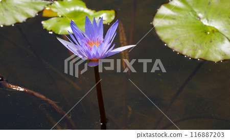 Water lily flower floating on the surface of the water 116887203