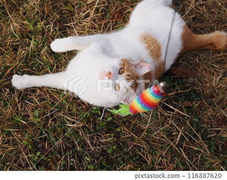 A tireless cat at play 116887620