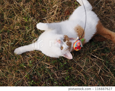 A tireless cat at play A tireless cat at play 116887627