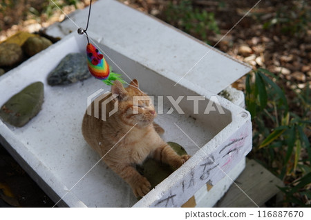 Cute kitten playing in a crate 116887670