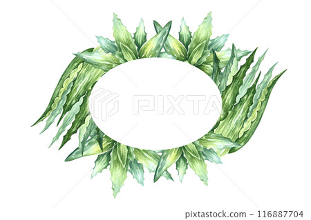 Aloe vera. The frame is oval with a plant of aloe vera. A hand-drawn watercolor illustration. The aloe vera bush. For labels and packaging of cosmetics, perfumes and medicine. Aloe vera. The frame is oval with a plant of aloe vera. A hand-drawn watercolor illustration. The aloe vera bush. For labels and packaging of cosmetics, perfumes and medicine. 116887704