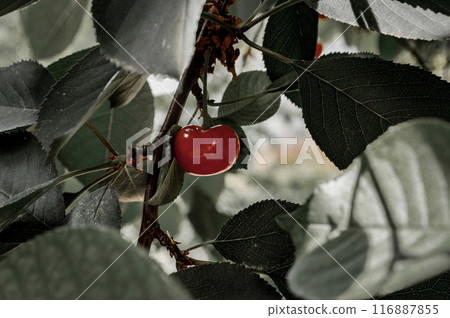 Ripe red cherry on a tree branch. High quality photo Ripe red cherry on a tree branch. High quality photo 116887855