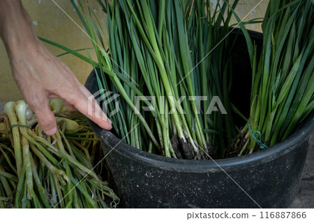 Hand and green onions in a black pot. High quality photo 116887866