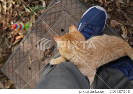 Cute kitten climbing into pants for fun Cute kitten climbing into pants for fun 116887938