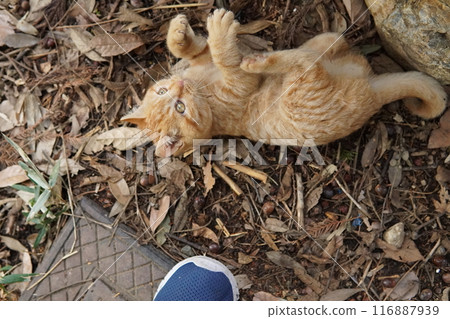 Cute kitten climbing into pants for fun Cute kitten climbing into pants for fun 116887939