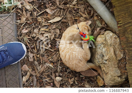 Cute kitten climbing into pants for fun Cute kitten climbing into pants for fun 116887943