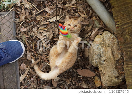 Cute kitten climbing into pants for fun Cute kitten climbing into pants for fun 116887945