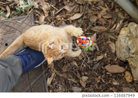 Cute kitten climbing into pants for fun 116887949