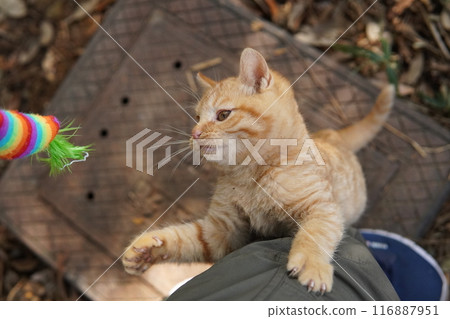 Cute kitten climbing into pants for fun 116887951