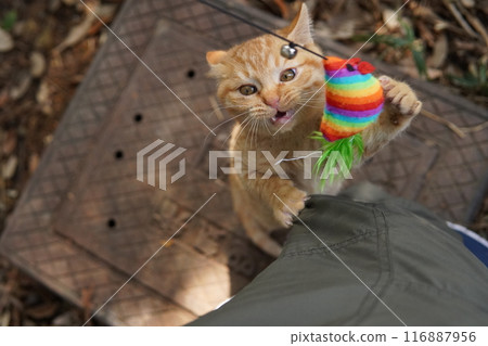 Cute kitten climbing into pants for fun Cute kitten climbing into pants for fun 116887956