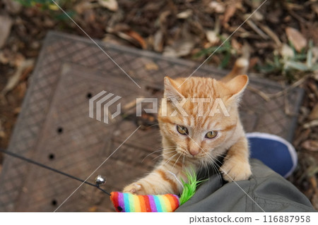 Cute kitten climbing into pants for fun Cute kitten climbing into pants for fun 116887958