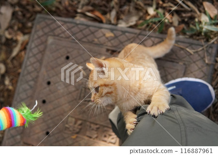 Cute kitten climbing into pants for fun 116887961