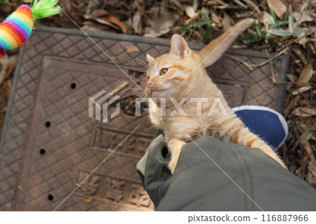 Cute kitten climbing into pants for fun Cute kitten climbing into pants for fun 116887966