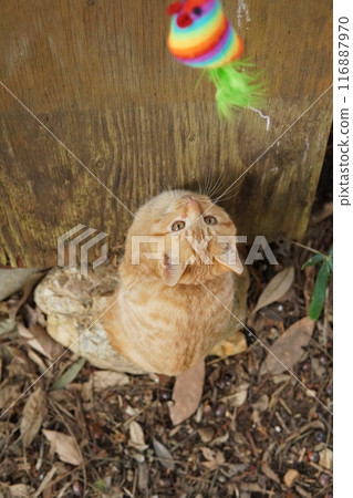 Cute kitten climbing into pants for fun Cute kitten climbing into pants for fun 116887970