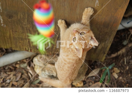Cute kitten climbing into pants for fun Cute kitten climbing into pants for fun 116887973