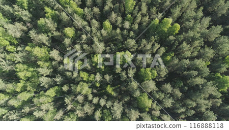 Aerial top view descent over mixed forest on a sunny summer day 116888118