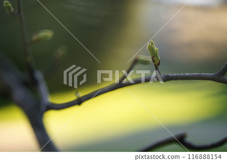 closeup of first spring leaves on tree 116888154