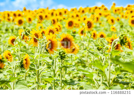 Attractive scene of vivid yellow sunflowers in the sunny day. Location place Ukraine, Europe. Ecology concept. Agrarian industry. Perfect photo wallpaper. Image of cultivation land. Beauty of earth. Attractive scene of vivid yellow sunflowers in the sunny day. Location place Ukraine, Europe. Ecology concept. Agrarian industry. Perfect photo wallpaper. Image of cultivation land. Beauty of earth. 116888231
