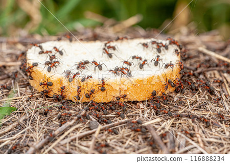 The bread crisis. Picture of a colony of ants that have 1 slice of bread and very quickly start tearing it and stocking it up for the cold days of winter. The bread crisis. Picture of a colony of ants that have 1 slice of bread and very quickly start tearing it and stocking it up for the cold days of winter. 116888234