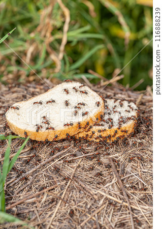 Macro photograph of leaf cutter ants on a piece of bread Macro photograph of leaf cutter ants on a piece of bread 116888239