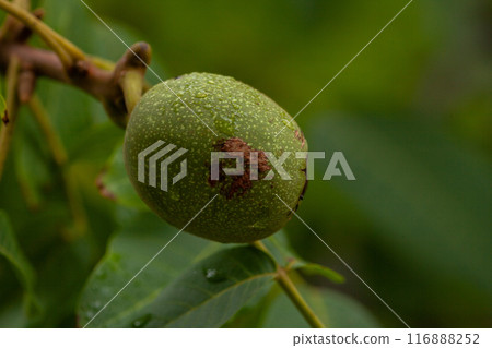 High quality picture of a Greek walnut in a healthy green tree with a tan spot on the shell. 116888252