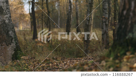 autumn wild park with birch trees low angle autumn wild park with birch trees low angle 116888267