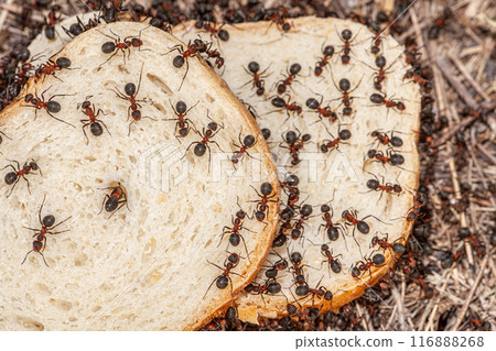 Macro picture with a lot of ants that are located on a slice of bread and start to eat from it to get food during the winter. Big red ants show the bread crisis. 116888268