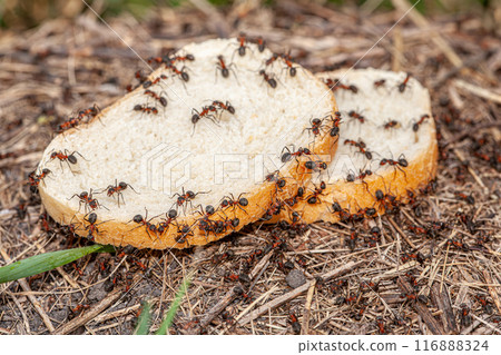 The ants is eatting bread on the cement floor The ants is eatting bread on the cement floor 116888324