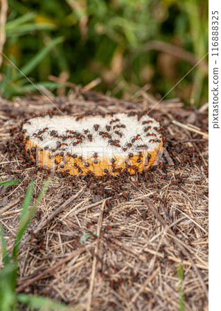 The bread crisis. Picture of a colony of ants that have 1 slice of bread and very quickly start tearing it and stocking it up for the cold days of winter. 116888325