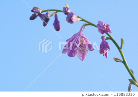 花園裡盛開的紫色玉簪 116888330
