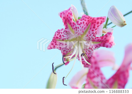 百合在花園裡綻放 百合在花園裡綻放 116888333