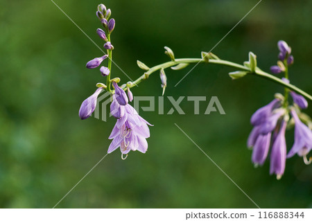 花園裡盛開的紫色玉簪 花園裡盛開的紫色玉簪 116888344