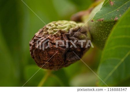 A rotten nut in a healthy and green tree, with wrinkled bark. High quality macro picture. A rotten nut in a healthy and green tree, with wrinkled bark. High quality macro picture. 116888347