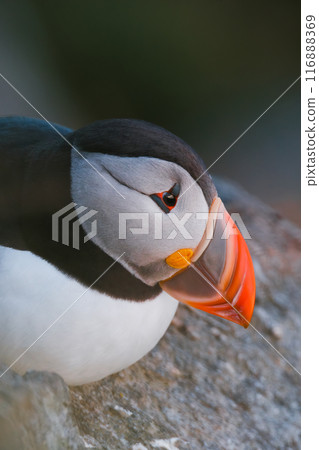 Puffin Portrait. Birds living in Scandinavian countries. Fishing bird. Birds in the wild. Puffin Portrait. Birds living in Scandinavian countries. Fishing bird. Birds in the wild. 116888369