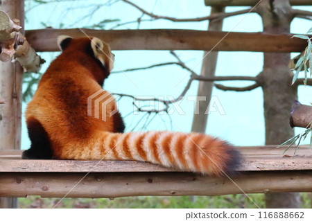 小熊貓回來了 小熊貓回來了 116888662