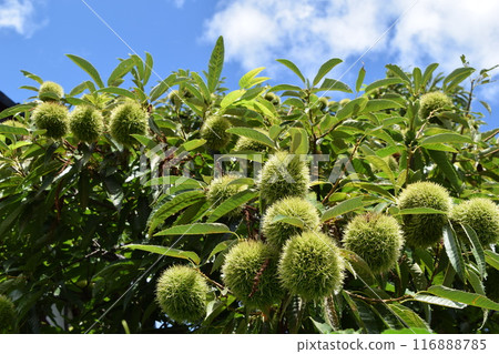 Chestnut squid that has grown 116888785