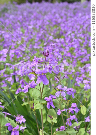 京都植物園的番紅花 京都植物園的番紅花 116888830