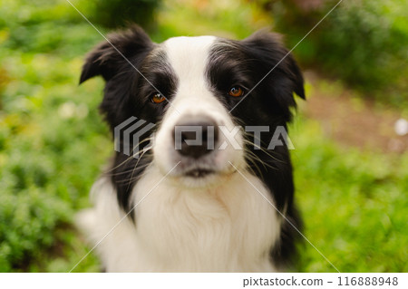 Outdoor portrait of cute smiling puppy border collie sitting on park background. Little dog with funny face in sunny summer day outdoors. Pet care and funny animals life concept Outdoor portrait of cute smiling puppy border collie sitting on park background. Little dog with funny face in sunny summer day outdoors. Pet care and funny animals life concept 116888948
