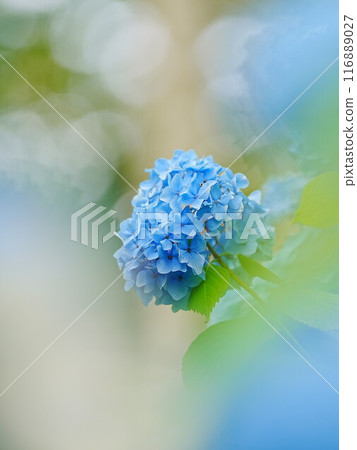 北海道豐平公園繡球花的壯麗景色 116889027